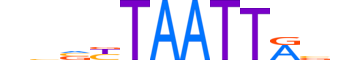 ALX3.H12CORE.0.SM.B motif logo (ALX3 gene, ALX3_HUMAN protein)