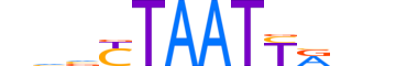 ARX.H12CORE.1.SM.B reverse-complement motif logo (ARX gene, ARX_HUMAN protein)
