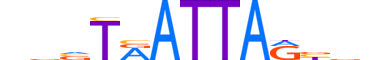 EVX2.H12CORE.0.SM.B reverse-complement motif logo (EVX2 gene, EVX2_HUMAN protein)