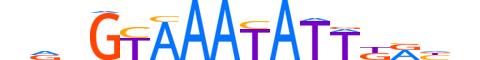 FOXA2.H12CORE.1.SM.B reverse-complement motif logo (FOXA2 gene, FOXA2_HUMAN protein)