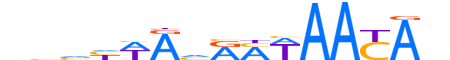 FOXD2.H12CORE.1.SM.B reverse-complement motif logo (FOXD2 gene, FOXD2_HUMAN protein)