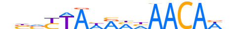 FOXE1.H12CORE.0.SM.B reverse-complement motif logo (FOXE1 gene, FOXE1_HUMAN protein)