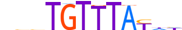 FOXF1.H12CORE.0.P.C motif logo (FOXF1 gene, FOXF1_HUMAN protein)