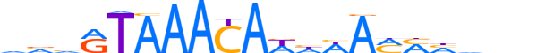 FOXJ2.H12CORE.2.S.B reverse-complement motif logo (FOXJ2 gene, FOXJ2_HUMAN protein)