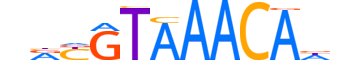 FOXJ3.H12CORE.0.SM.B reverse-complement motif logo (FOXJ3 gene, FOXJ3_HUMAN protein)