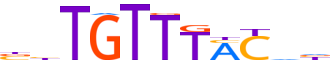 FOXK2.H12CORE.0.P.B motif logo (FOXK2 gene, FOXK2_HUMAN protein)