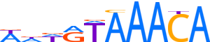 FOXL2.H12CORE.0.PSM.A reverse-complement motif logo (FOXL2 gene, FOXL2_HUMAN protein)