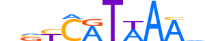 HXB9.H12CORE.0.S.C reverse-complement motif logo (HOXB9 gene, HXB9_HUMAN protein)