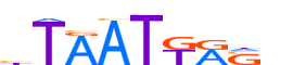 LHX2.H12CORE.0.PS.A motif logo (LHX2 gene, LHX2_HUMAN protein)