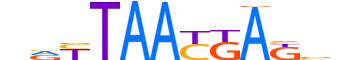 LHX9.H12CORE.1.M.B motif logo (LHX9 gene, LHX9_HUMAN protein)