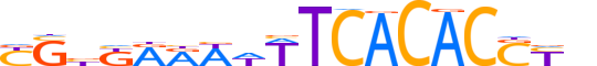 MGAP.H12CORE.1.S.B reverse-complement motif logo (MGA gene, MGAP_HUMAN protein)