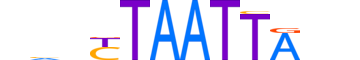 MIXL1.H12CORE.1.S.B reverse-complement motif logo (MIXL1 gene, MIXL1_HUMAN protein)