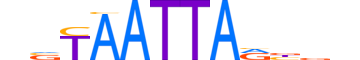 MNX1.H12CORE.0.SM.B reverse-complement motif logo (MNX1 gene, MNX1_HUMAN protein)