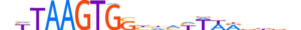 NKX32.H12CORE.1.S.B motif logo (NKX3-2 gene, NKX32_HUMAN protein)