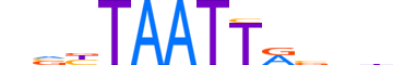 PHX2A.H12CORE.1.SM.B reverse-complement motif logo (PHOX2A gene, PHX2A_HUMAN protein)