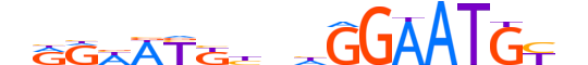 TEAD3.H12CORE.1.S.B reverse-complement motif logo (TEAD3 gene, TEAD3_HUMAN protein)