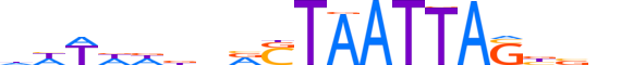 EVX2.H12INVITRO.1.S.B reverse-complement motif logo (EVX2 gene, EVX2_HUMAN protein)