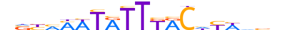 FOXA3.H12INVITRO.1.M.C motif logo (FOXA3 gene, FOXA3_HUMAN protein)