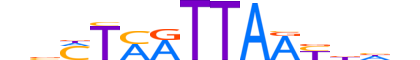LBX2.H12INVITRO.2.M.C motif logo (LBX2 gene, LBX2_HUMAN protein)