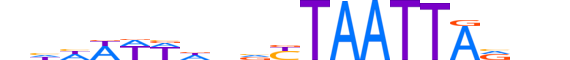LHX2.H12INVITRO.1.S.C motif logo (LHX2 gene, LHX2_HUMAN protein)