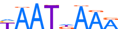 LMX1B.H12INVITRO.0.P.C motif logo (LMX1B gene, LMX1B_HUMAN protein)