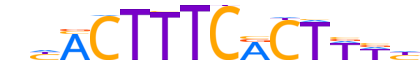 PRDM1.H12INVITRO.1.PS.A reverse-complement motif logo (PRDM1 gene, PRDM1_HUMAN protein)