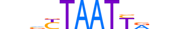 TLX2.H12INVITRO.0.SM.B reverse-complement motif logo (TLX2 gene, TLX2_HUMAN protein)