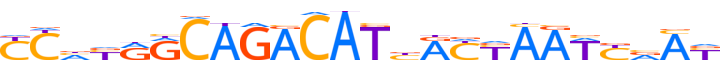 ZNF23.H12INVITRO.0.P.D motif logo (ZNF23 gene, ZNF23_HUMAN protein)