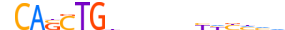 PTF1A.H12INVITRO.0.P.B motif logo (PTF1A gene, PTF1A_HUMAN protein)
