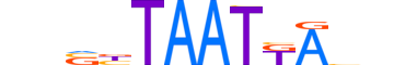 HXA1.H12INVIVO.0.SM.D motif logo (HOXA1 gene, HXA1_HUMAN protein)