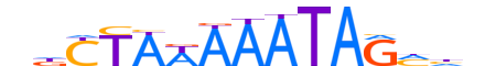 MEF2D.H12INVIVO.0.PS.A reverse-complement motif logo (MEF2D gene, MEF2D_HUMAN protein)