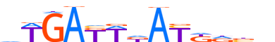 MEIS2.H12INVIVO.0.P.C motif logo (MEIS2 gene, MEIS2_HUMAN protein)