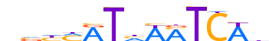 MEIS2.H12INVIVO.0.P.C reverse-complement motif logo (MEIS2 gene, MEIS2_HUMAN protein)