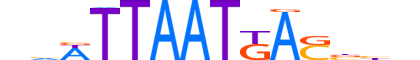 NKX63.H12INVIVO.0.SM.D motif logo (NKX6-3 gene, NKX63_HUMAN protein)