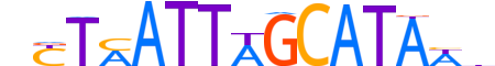 PO3F4.H12INVIVO.0.SM.D motif logo (POU3F4 gene, PO3F4_HUMAN protein)