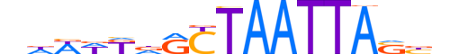 VSX1.H12INVIVO.1.SM.D reverse-complement motif logo (VSX1 gene, VSX1_HUMAN protein)