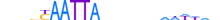 MSX1.H12INVIVO.1.S.D motif logo (MSX1 gene, MSX1_HUMAN protein)