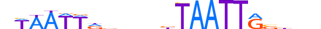 MSX1.H12RSNP.1.S.C reverse-complement motif logo (MSX1 gene, MSX1_HUMAN protein)