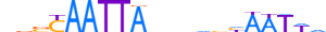 MSX2.H12RSNP.1.SM.B motif logo (MSX2 gene, MSX2_HUMAN protein)